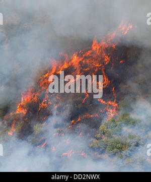 Buck Meadows, CA, USA. 23. August 2013. Rim Fire in der Stanislaus National Forest entlang Highway 120 wächst weiter. Laut dem US Forest Service ab Freitag Aug. 23. 2013 am Nachmittag das Feuer auf 125.620 Hektar mit nur 5 % Containment mit mehr Evakuierungen in Tuolumne City, CA und Umgebung entlang der Autobahn 108 angewachsen ist. In mehrere Richtungen einschließlich Richtung Yosemite National Park breitet sich das Feuer weiter. Bildnachweis: Marty Bicek/ZUMAPRESS.com/Alamy Live-Nachrichten Stockfoto