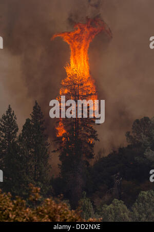 Buck Meadows, CA, USA. 23. August 2013. Eine der mehreren hundert Kiefern zündet wie diese entlang des Tuolumne River. Rim Fire in der Stanislaus National Forest entlang Highway 120 wächst weiter. Laut dem US Forest Service ab Freitag Aug. 23. 2013 am Nachmittag das Feuer auf 125.620 Hektar mit nur 5 % Containment mit mehr Evakuierungen in Tuolumne City, CA und Umgebung entlang der Autobahn 108 angewachsen ist. In mehrere Richtungen einschließlich Richtung Yosemite National Park breitet sich das Feuer weiter. Bildnachweis: Marty Bicek/ZUMAPRESS.com/Alamy Live-Nachrichten Stockfoto