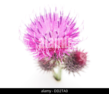 Klette (Arctium Lappa) auf weißem Hintergrund Stockfoto