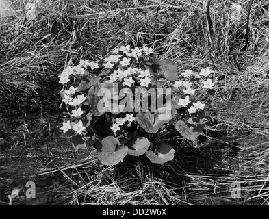 Die Marsh Marigold ist eine leuchtend gelb blühende Pflanze, die in Feuchtgebieten und Sümpfen zu finden ist und für ihre lebhaften Blüten im Frühjahr und Frühsommer bekannt ist. Stockfoto