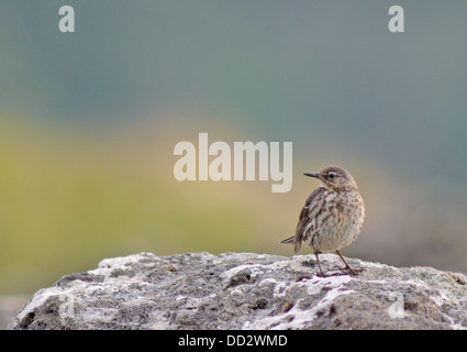 Rock Pieper Anthus Petrosus thront auf Felsen am Ufer auf der Isle of Mull in der Nähe von Croggan Schottland Stockfoto