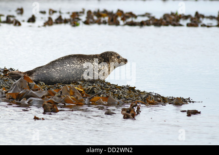 Gemeinsamen Dichtung Phoca Vitulina geschleppt heraus auf Algen bedeckt Felsen in der Nähe von Isle of Mull Loch Spelve croggan Stockfoto