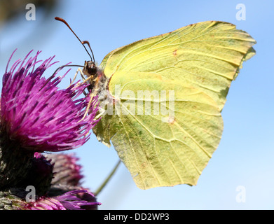 Detaillierten Makroaufnahme eines gemeinsamen Schwefel-Schmetterlings (Gonepteryx Rhamni) auf Nahrungssuche auf einer Vielzahl von verschiedenen Blumen Stockfoto