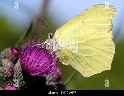 Europäische Schwefel-Schmetterling (Gonepteryx Rhamni) auf Nahrungssuche auf einer Vielzahl von verschiedenen Blumen Stockfoto