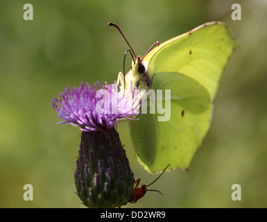 Detaillierten Makroaufnahme eines gemeinsamen Schwefel-Schmetterlings (Gonepteryx Rhamni) auf Nahrungssuche auf einer Vielzahl von verschiedenen Blumen Stockfoto