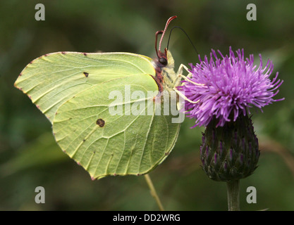 Europäische Schwefel-Schmetterling (Gonepteryx Rhamni) auf Nahrungssuche auf einer Vielzahl von verschiedenen Blumen Stockfoto