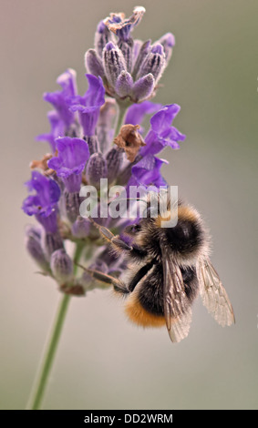 Buff - Tailed Bumble Bee-Bombus Terrestris Fütterung auf englischer Lavendel-Lavandula. Sommer. UK Stockfoto