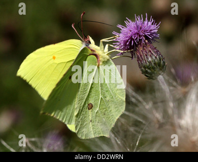 Detaillierten Makroaufnahme eines gemeinsamen Schwefel-Schmetterlings (Gonepteryx Rhamni) auf Nahrungssuche auf einer Vielzahl von verschiedenen Blumen Stockfoto