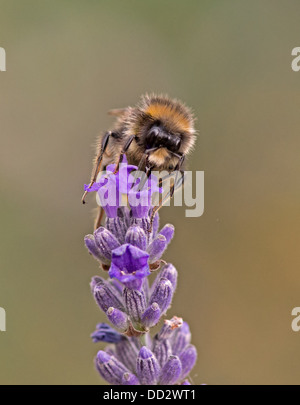 Buff - Tailed Bumble Bee-Bombus Terrestris Fütterung auf englischer Lavendel-Lavandula. Sommer. UK Stockfoto
