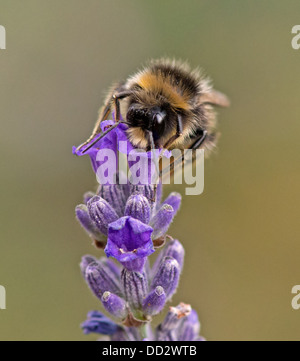 Buff - Tailed Bumble Bee-Bombus Terrestris Fütterung auf englischer Lavendel-Lavandula. Sommer. UK Stockfoto