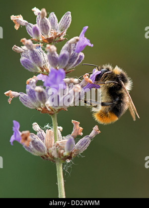 Buff - Tailed Bumble Bee-Bombus Terrestris Fütterung auf englischer Lavendel-Lavandula. Sommer. UK Stockfoto