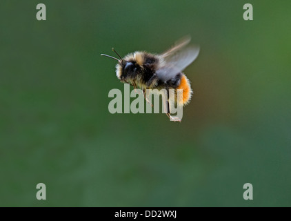 Buff - Tailed Bumble Bee-Bombus Terrestris im Flug. Sommer. UK Stockfoto
