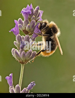 Buff - Tailed Bumble Bee-Bombus Terrestris Fütterung auf englischer Lavendel-Lavandula. Sommer. UK Stockfoto