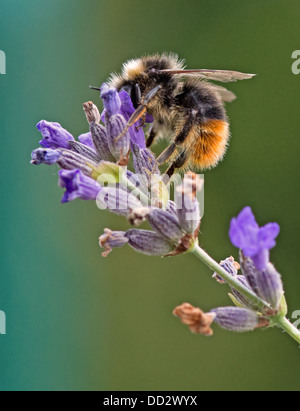 Buff - Tailed Bumble Bee-Bombus Terrestris Fütterung auf englischer Lavendel-Lavandula. Sommer. UK Stockfoto