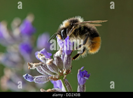 Buff - Tailed Bumble Bee-Bombus Terrestris Fütterung auf englischer Lavendel-Lavandula. Sommer. UK Stockfoto