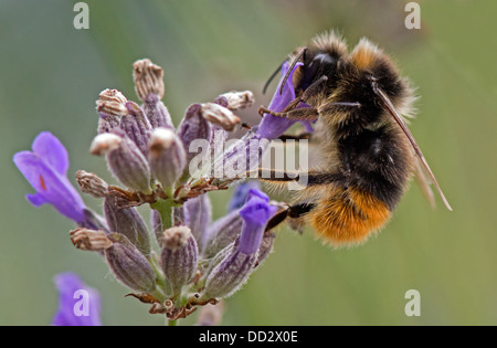 Buff - Tailed Bumble Bee-Bombus Terrestris Fütterung auf englischer Lavendel-Lavandula. Sommer. UK Stockfoto