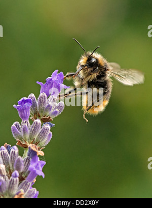 Buff - Tailed Bumble Bee-Bombus Terrestris Fütterung auf englischer Lavendel-Lavandula. Sommer. UK Stockfoto