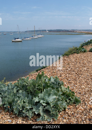 Meerkohl Crambe Maritima, wachsen auf dem Kies in Richtung Hurst Castle, Milford am Meer, Hampshire, UK 2013 spucken Stockfoto