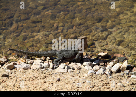 Östliche Bartagame (pogona Lanceolata) Stockfoto