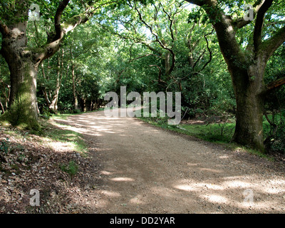 Feldweg im New Forest, Hampshire, UK 2013 Stockfoto