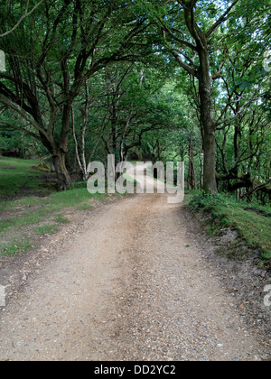 Feldweg im New Forest, Hampshire, UK 2013 Stockfoto