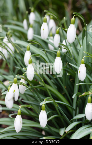 Büschel von Schneeglöckchen in einem Garten in England Stockfoto