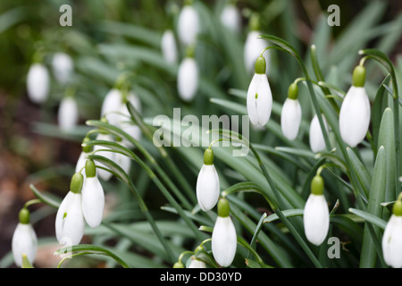 Nahaufnahme des geschlossenen Schneeglöckchen (Galanthus) Flowerheads im Frühjahr Stockfoto