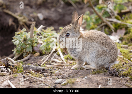 Wild Baby Europäische Kaninchen Oryctolagus Cuniculus außerhalb einer Höhle von einem Kaninchenbau Stockfoto