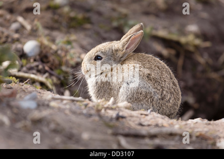 Wild Baby Europäische Kaninchen Oryctolagus Cuniculus außerhalb einer Höhle von einem Kaninchenbau Stockfoto