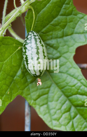 Melothria Scabra. Maus Melon Frucht. Stockfoto