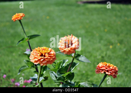 Orange Zinnie im Garten wächst Stockfoto