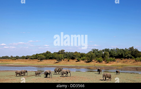 Elefanten an einem Fluss in South Luangwa Nationalpark in Sambia Stockfoto