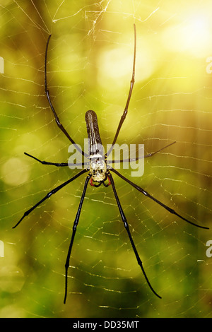 Große tropische Spinne - Nephila (golden Orb) im web Stockfoto