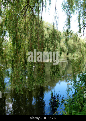 Trauerweide Baum über Fluss, UK 2013 Stockfoto