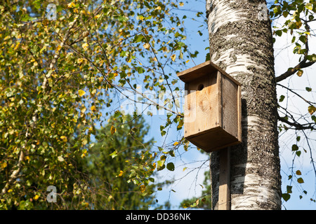 Holz Vogelhaus auf Birke Sommertag Stockfoto