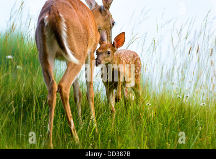 Junge weiß - angebundene Rotwild, Odocoileus Virginianus, fawn, pflegerische auf seine Mutter, Pipestem State Park, West Virginia, Vereinigte Staaten von Amerika Stockfoto