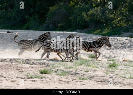 Zebras quer über einen trockenen Bachbett Spritzen sand Stockfoto