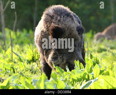 Nahaufnahme von einem Reifen männlichen Wildschwein (Sus Scrofa) Stockfoto