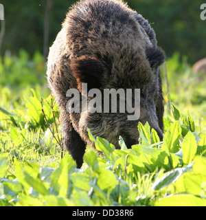 Nahaufnahme von einem Reifen männlichen Wildschwein (Sus Scrofa) Stockfoto