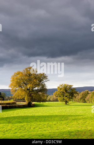 Ein paar Eichen in herbstlichen Farben gegen einen grauen, stürmischen Himmel Stockfoto