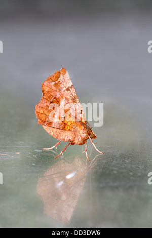 Frühe Thorn Motte; Selenia Dentaria; Sommer; UK Stockfoto