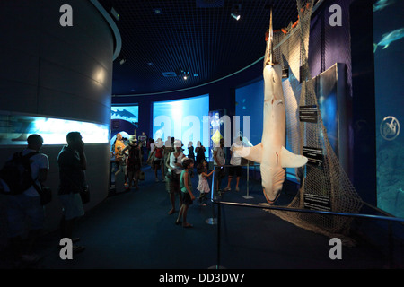 Im Inneren des Aquariums L'Oceanografic in Valencia, Spanien Stockfoto