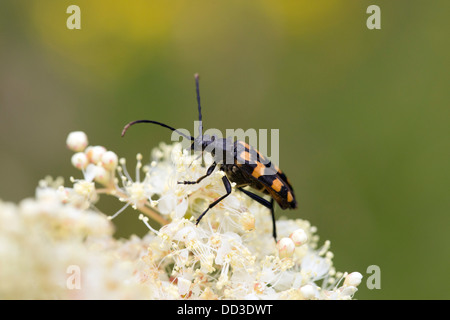 Vier gebändert Longhorn Beetle; Leptura Quadrifiasciata; Sommer; UK Stockfoto