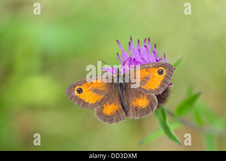 Gatekeeper; Pyronia Tithonus; Schmetterling; Sommer; UK Stockfoto