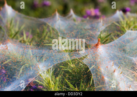 Ginster Spinnmilbe; Tetranychus Lintearius; Sommer; Cornwall; UK Stockfoto