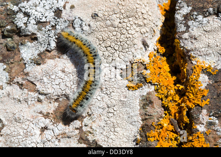 Grass Eggar Falter Raupe; Lasiocampa Trifollii; auf Flechten; Cornwall; UK Stockfoto