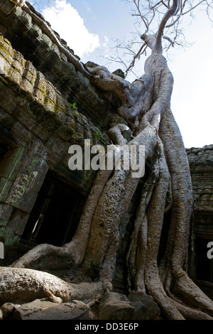 Kapok-Baum wächst in den Ruinen der Tempel Preah Khan, Angkor, Siem Reap, Kambodscha, Stockfoto