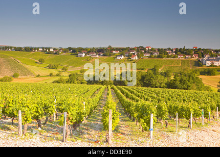 Die Weinberge von Sancerre im Loire Tal von Frankreich. Stockfoto