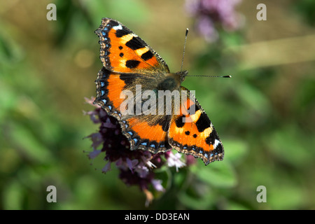 Kleiner Fuchs Schmetterling auf wilden Majoran Stockfoto