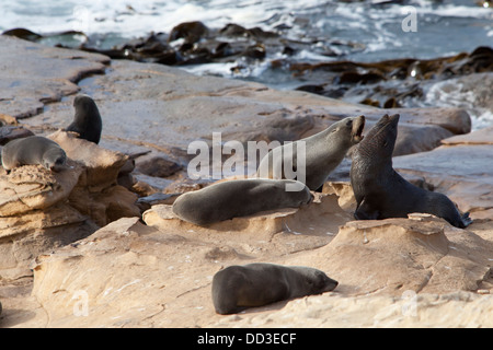 Neuseeland - Arctocephalus Forsteri - Robbenkolonie am Shag Point, Südinsel, Neuseeland Stockfoto